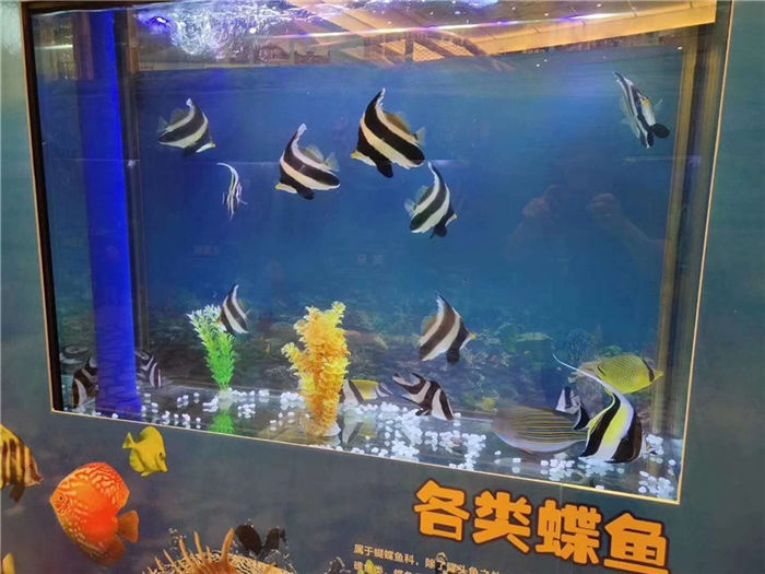 海洋生物鱼缸展览